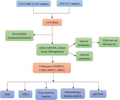 A novel mitochondrial function-associated programmed cell death-related prognostic signature for predicting the prognosis of early breast cancer
